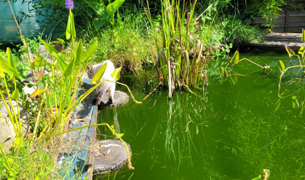 aquarium bassin du chat pecheur