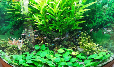 aquarium Juwel Trigon 190L