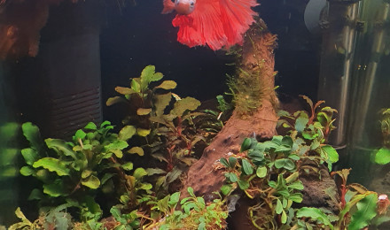 aquarium Nano 20L Betta