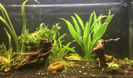 aquarium Maison