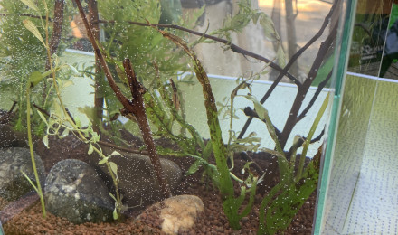 aquarium Plantes rescapées