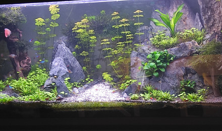 aquarium 240l