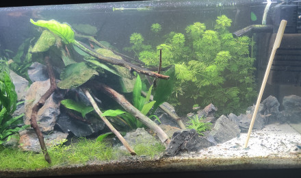 aquarium 50l