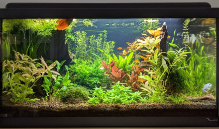 aquarium Sur la Route des Laves 60L