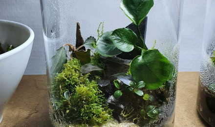 aquarium Mes différents Wabi kusa