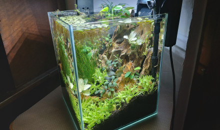 aquarium Mountain 20