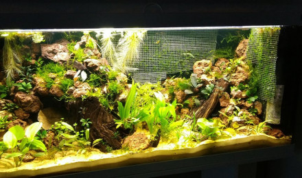 aquarium neocaridina davidi chocolate