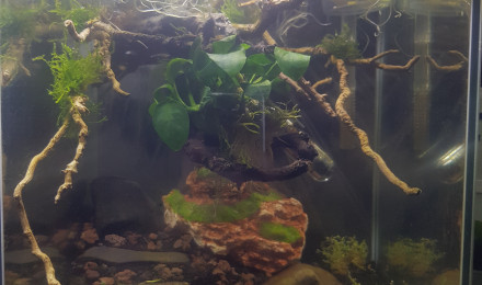 aquarium Nano endler tiger