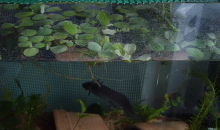 aquarium Protection hydroponique antichute