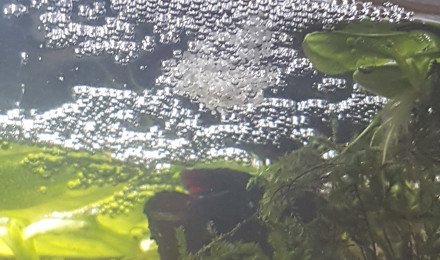 aquarium Little Paradise