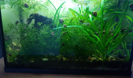 aquarium Little No tech