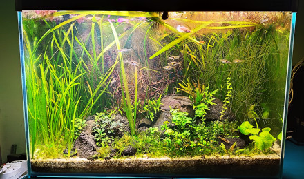 aquarium Ciano 70