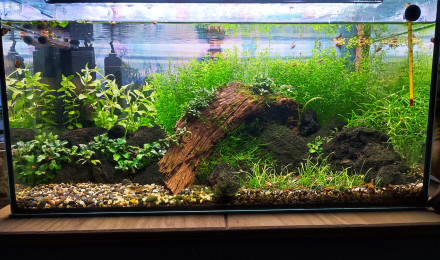 aquarium Nano 54 litres