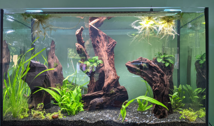 aquarium Aquarium