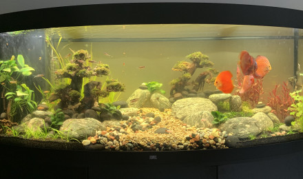 aquarium Juwel Vision 450