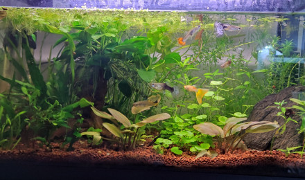 aquarium Grenouille et guppys