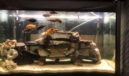 aquarium Cichlidés africain