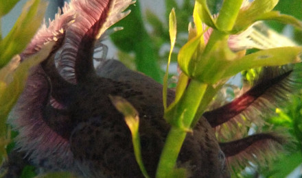 aquarium Reflet du matin