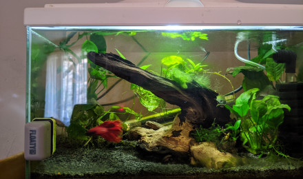 aquarium Bac betta 30l