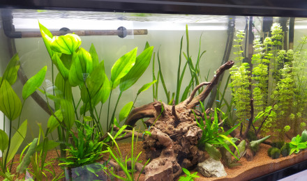 aquarium Nature