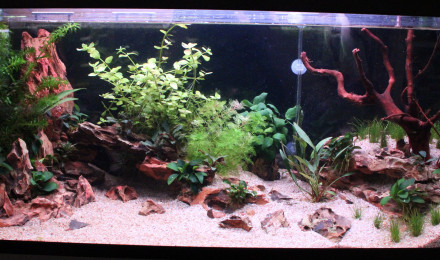 aquarium Projet Tetraodons Nains