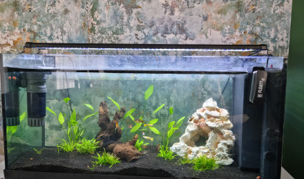 aquarium Salon