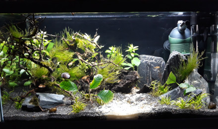 aquarium 50 L
