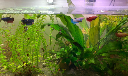 aquarium Aquarium tout inclus  plantes poissons accessoires