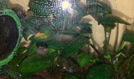 aquarium Aquarium avec filtres écrevisses et nouritures