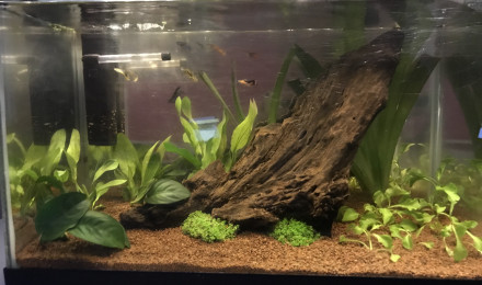 aquarium 40L deuxième aquarium