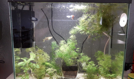 aquarium Aquarium classe