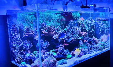 aquarium Aqua recifal