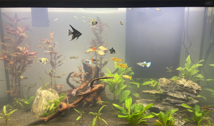 aquarium 250L
