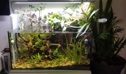aquarium 50l droit
