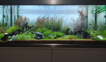 aquarium Proxima
