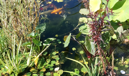 aquarium Bassin koi 15000litres