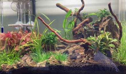 aquarium Cams tank