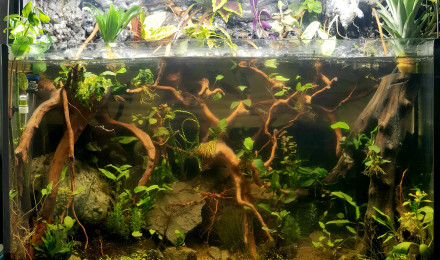 aquarium 200l mangrove palu