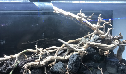 aquarium pas encore déterminé