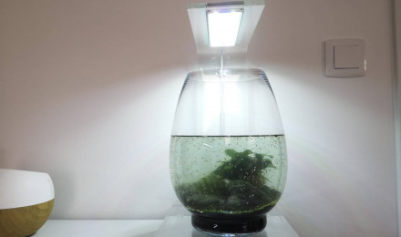 aquarium Bac à daphnies
