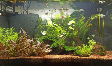 aquarium Nano