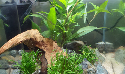 aquarium Nano cube Betta