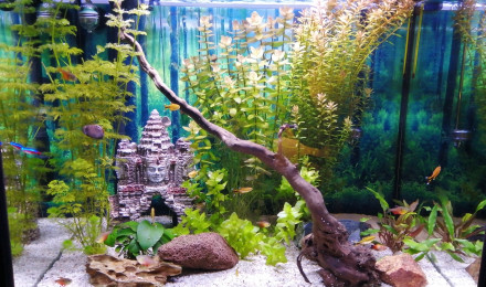 aquarium Asiaquarium