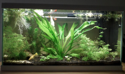 aquarium Guppys