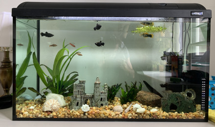 aquarium Bassin amérique du sud
