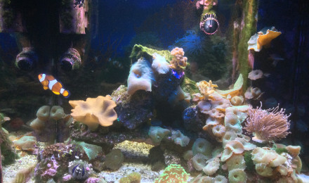 aquarium Recifal