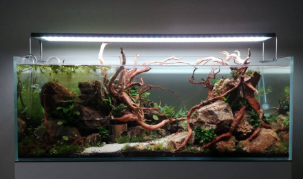 aquarium Wild Jungle