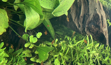 aquarium Communautaire amazone