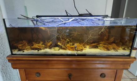 aquarium 150L Biotope Betta