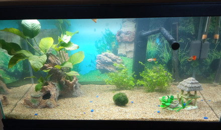 aquarium Guppy